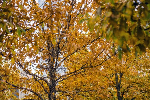 Tree in autumn with lush orange foliage