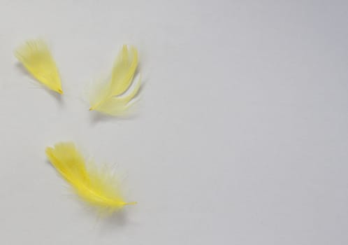 Easter card, three yellow feathers on a white background