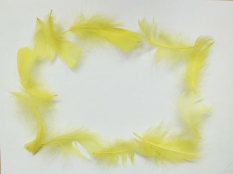 yellow feathers forming a square on a white background