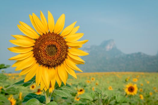 Beautiful sunflower plant in the field, Thailand