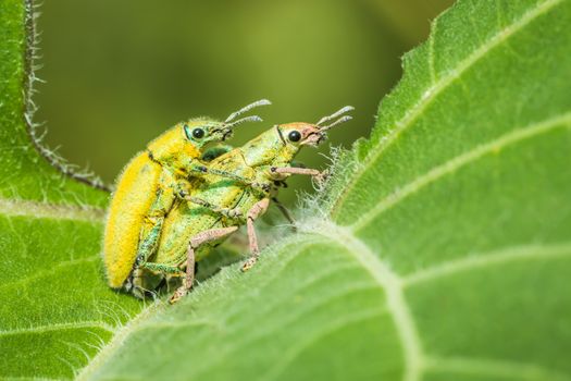 Insect are breeding on a green leaves.