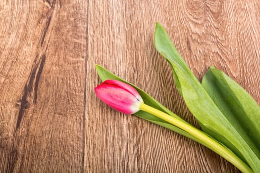 Violet tulips on a brown wooden background