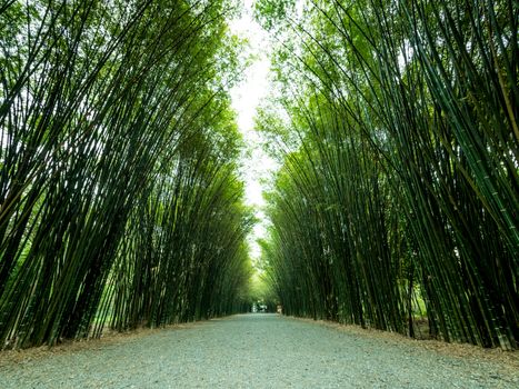Tunnel bamboo trees and walkway, Banna district, Nakhonnayok province in Thailand.