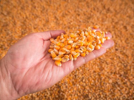 Corn seeds in hand with pile of ripe corn seeds in background.