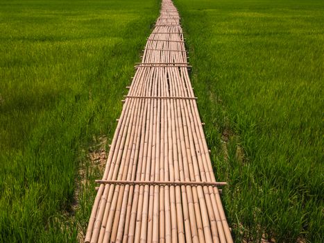 Rural Green rice fields and bamboo bridge.