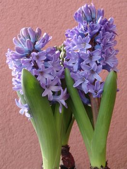 Flower hyacinth Hyacinth. Hyacinths bloom in early spring are bright and very fragrant flowers.