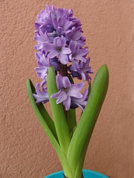 Flower hyacinth Hyacinth. Hyacinths bloom in early spring are bright and very fragrant flowers.