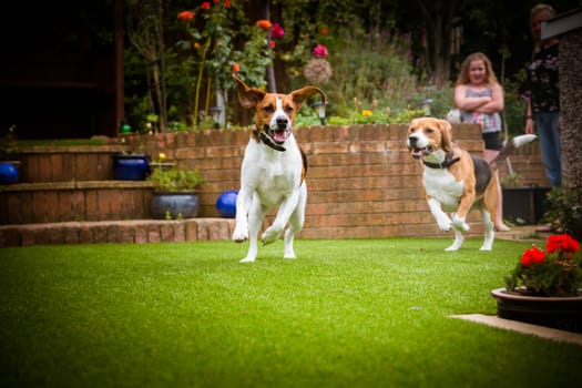 beagle dog running on some grass in park or garden