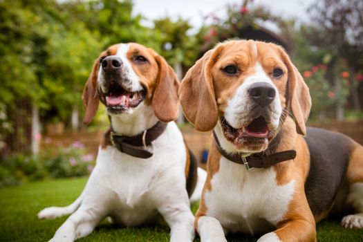 beagle laying on some grass in park or garden