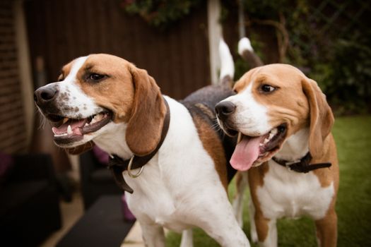 pair of beagles with tounges hanging out