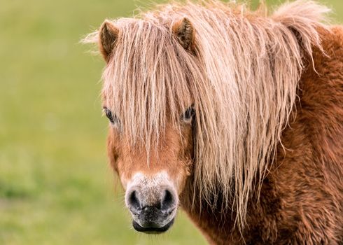 A mini horse looking straight at the camera.