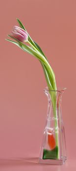 tulip with glass vase 
