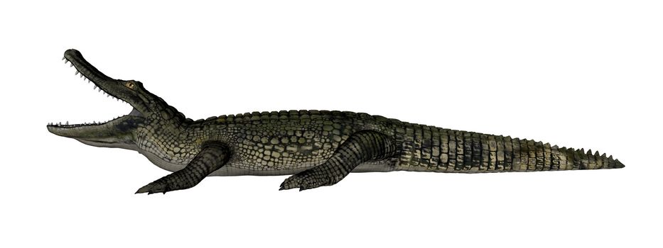 Caiman roaring isolated in white background - 3D render