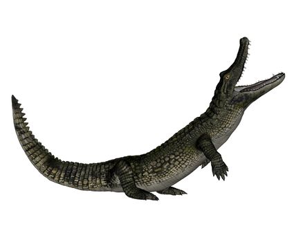 Caiman roaring up isolated in white background - 3D render