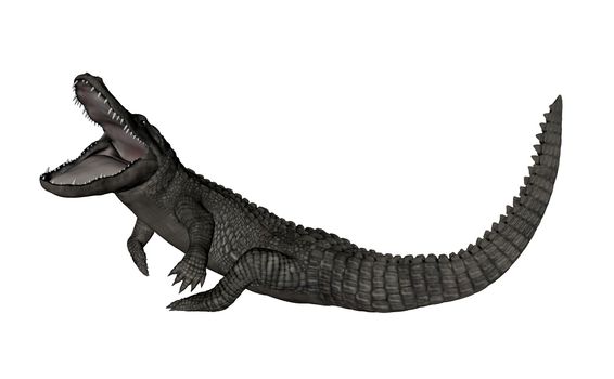 Crocodile roaring up isolated in white background - 3D render