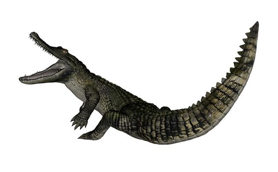 Caiman roaring up isolated in white background - 3D render