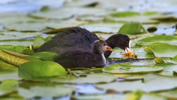 Eurasian or common coot, fulicula atra, duck and duckling on the waterlake