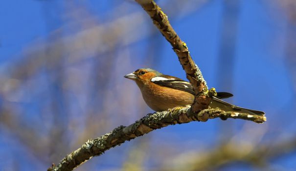 Male common chaffinch bird, fringilla coelebs, on a tree branch by winter