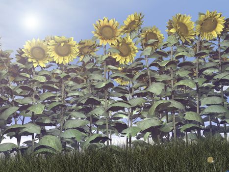 Sunflowers field upon grass by day - 3D render