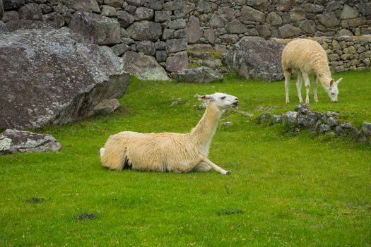 Llama eating grass at the ancient city of Machu Picchu, Peru