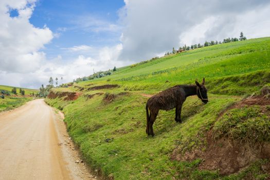 Donkey eating grass of the side of mountain road