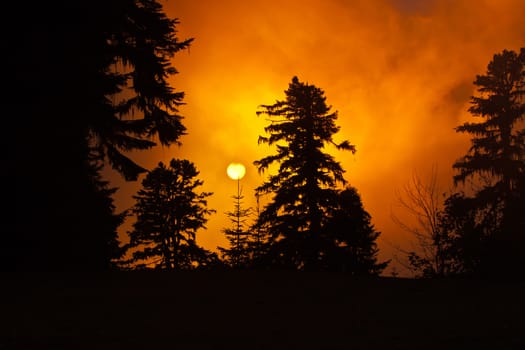 Winter sunset in the forest in Siberia