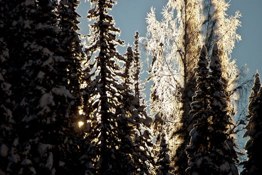 The sun shining through the forest in Siberia