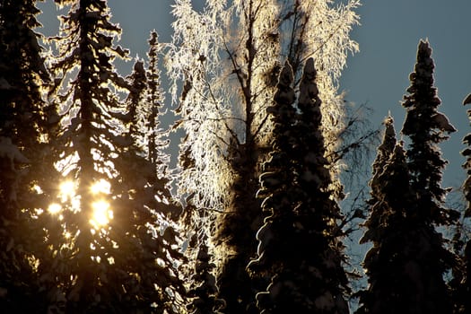 The sun shining through the forest in Siberia