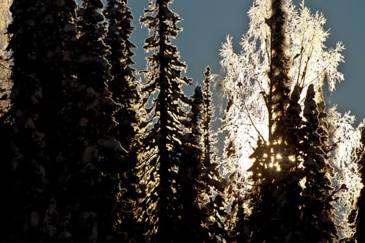 The sun shining through the forest in Siberia