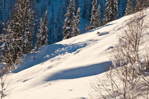 Small figure in winter forest in Siberia