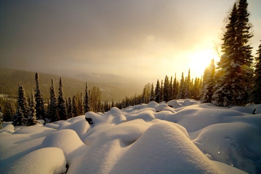 Winter sunset in the forest in Siberia