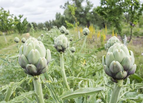 Artichokes, Cynara cardunculus