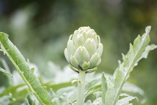 Artichoke on the plant, Cynara cardunculus