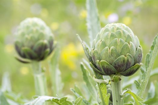 Artichokes on the plant, Cynara cardunculus