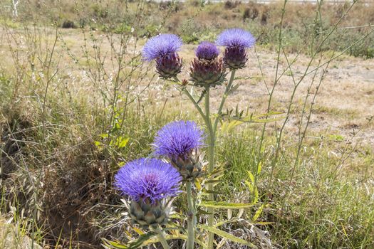 Artichoke Flower