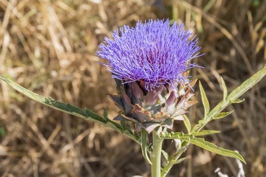 Artichoke Flower