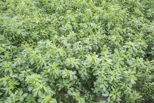 Medicago sativa (Alfalfa)