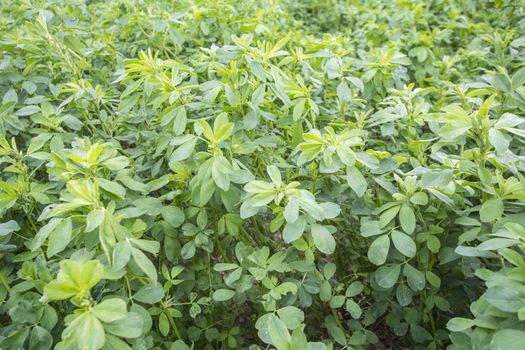 Medicago sativa (Alfalfa)