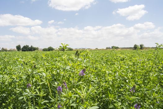 Medicago sativa in bloom (Alfalfa)