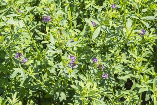 Medicago sativa in bloom (Alfalfa)