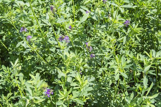 Medicago sativa in bloom (Alfalfa)