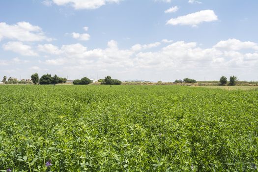 Medicago sativa in bloom (Alfalfa)