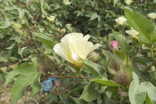 Cotton flower, cotton plant, cotton bud