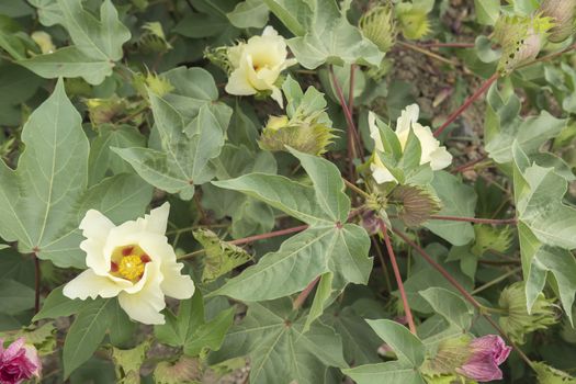 Cotton flower, cotton plant, cotton bud