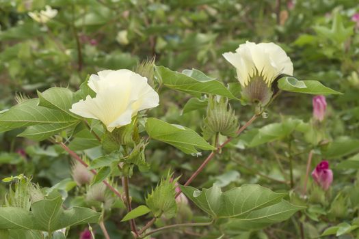 Cotton flower, cotton plant, cotton bud