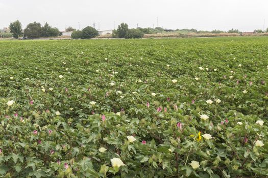 Cotton plantation in flower