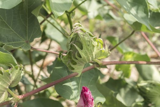 Cotton plant, cotton buds