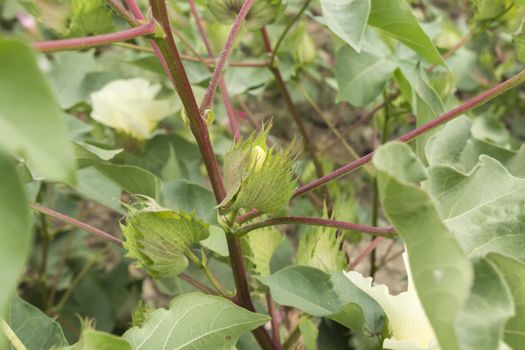 Cotton plant, cotton buds