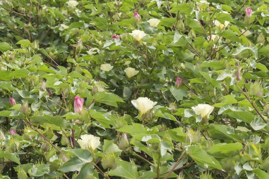 Cotton flower, cotton plant, cotton bud