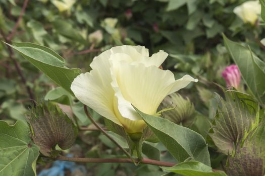 Cotton flower, cotton plant, cotton bud